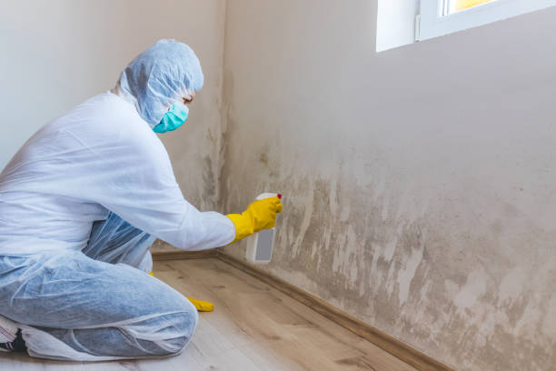 Licensed Mold Inspection service in East Meadow, NY - WQB Mold Removal