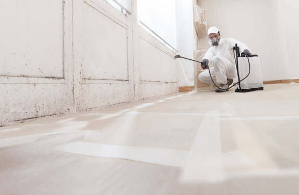 Trusted Mold Inspection service in East Meadow, NY - WQB Mold Removal